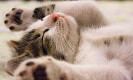 梦见蛇吃鱼是什么意思