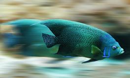 梦见鱼咬人是什么意思