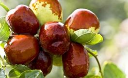 梦见枣子是什么意思