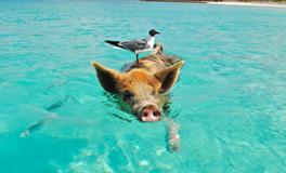 梦见猪圈是什么意思