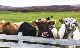 梦见牛粪是什么意思