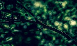 梦见蚂蚁窝是什么意思