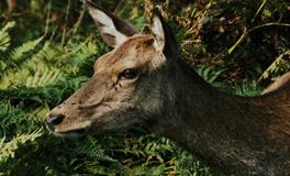 生肖龙2018年6月桃花运如何