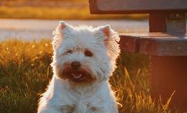 梦见白色的狗是什么意思