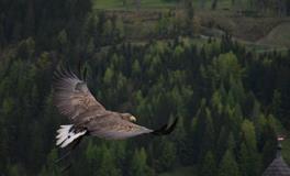 梦见飞上天是什么意思