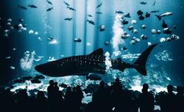 梦到鱼吃人是什么意思