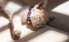 梦到被猫咬是什么意思