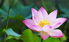 董易林:2018年6月19日生肖运势