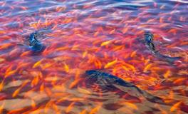 梦见红鲤鱼是什么意思