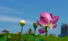 水则堂2018年6月21日生肖运势