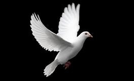 梦见很多鸽子是什么意思