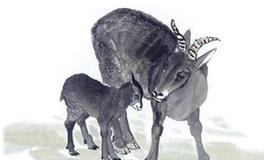 属羊2019年运势运程 生肖羊2019年运势大全