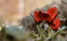 近期异性缘暴涨，能成功脱单的生肖