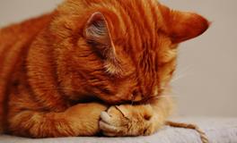 梦见一只猫缠着自己