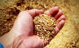 梦见买米是什么意思