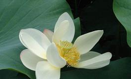 B血型天秤座的事业观