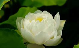 AB血型天蝎座的事业观