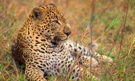 B血型射手座的事业观