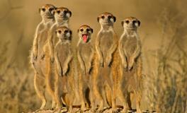 AB血型摩羯座的事业观