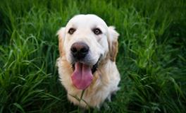 女人梦见大白狗狗