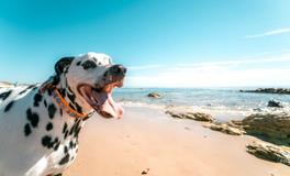 梦见别人的狗死了