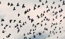 女人做梦梦到好多蛇