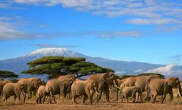 你是群居动物or独居动物