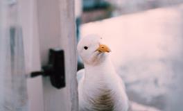 梦见别人被打了