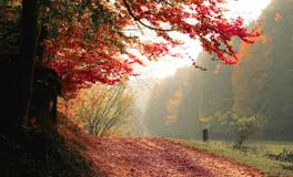 梦见抓兔子周公解梦