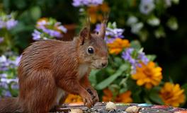 梦见死老鼠周公解梦