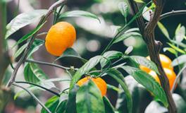 孕妇梦见三条蛇