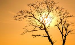 梦见巨蛇是什么意思