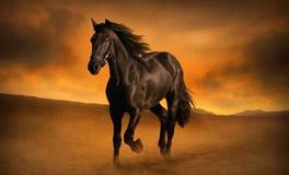 AB血型君最容易被骗吗？