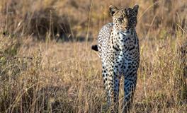 A血型的人潜力大吗？