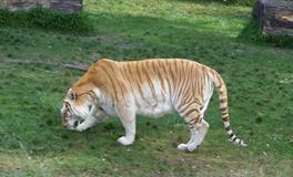 A型血属虎人的人际关系