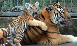 AB型血属虎人的人际关系