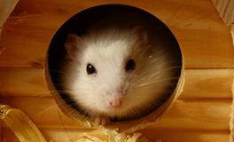 B型血属蛇人的人际关系