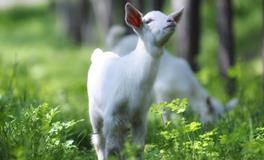 AB型血属羊人的人际关系