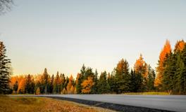 女人梦见树上结满桔子