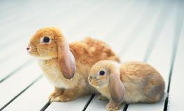 O血型君不愿让人碰的东西