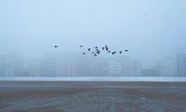 梦见朋友来家里