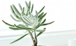 梦见有人跳河自尽