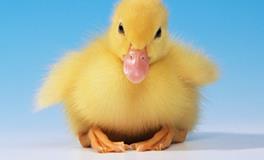 AB型血的人学习能力的强不强？