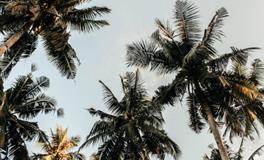 梦见接亲是什么意思