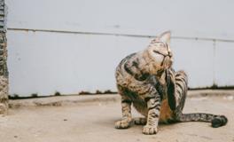 为什么老梦到死去的人