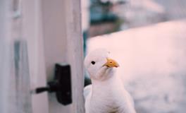 周公解梦梦见好多蛇