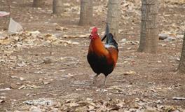 AB型血双鱼座的性格