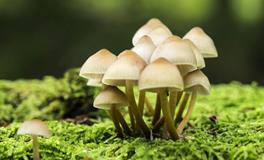 AB型血属蛇的人最有前途吗？