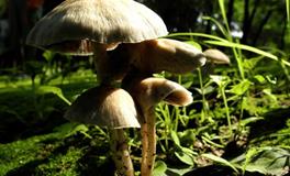 AB型血属鸡的人最有前途吗？