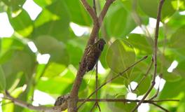 金牛座O型血喜欢搞暧昧吗？